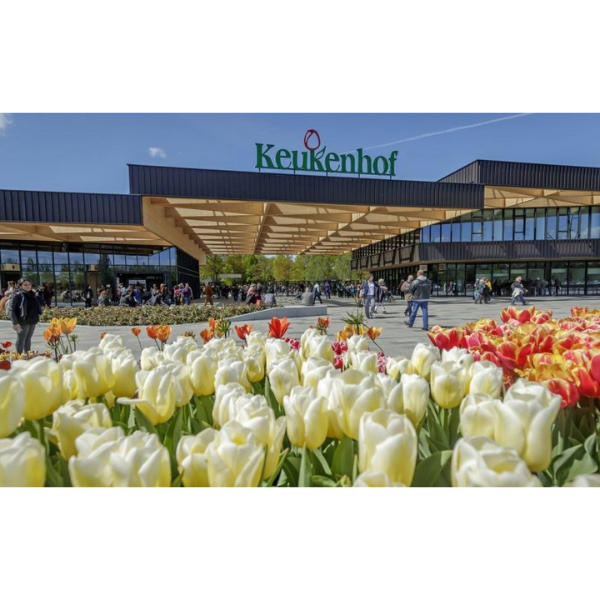 Keukenhof Buzz